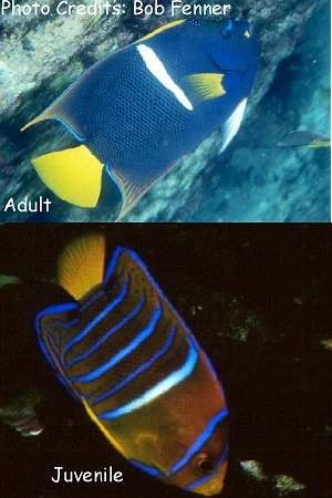  Holacanthus passer (King Angelfish, Passer Angelfish, Whitebanded Angelfish)