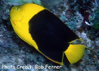  Holacanthus tricolor (Rock Beauty)