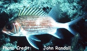  Holocentrus adscensionis (Squirrelfish)