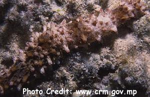  Holothuria difficilis (Sea Cucumber)