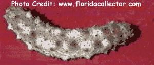  Holothuria floridana (Florida Sea Cucumber)
