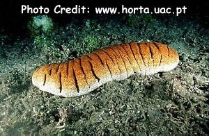  Holothuria fuscopunctata (Brown-spotted Sea Cucumber, Elephant Trunkfish)