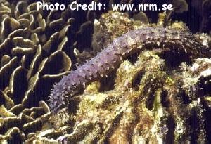  Holothuria impatiens (Mottled Sea Cucumber, Bottleneck Sea Cucumber)