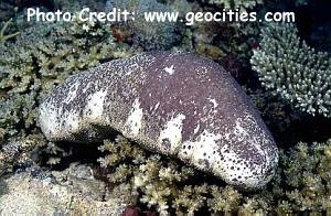  Holothuria nobilis (Whitefoot Sea Cucumber, Black Teatfish)