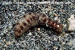  Holothuria pardalis (Leopard Sea Cucumber)