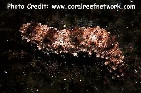  Holothuria pervicax (Stubborn Sea Cucumber)