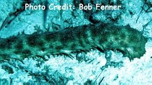  Holothuria thomasi (Caribbean Tiger Tail Cucumber)