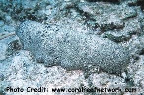  Holothuria whitmaei (Teated Sea Cucumber)