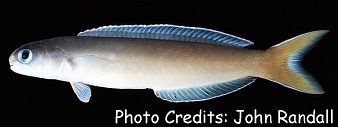  Hoplolatilus cuniculus (Dusky Tilefish)