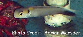  Hoplolatilus fourmanoiri (Yellow-spotted Tilefish)