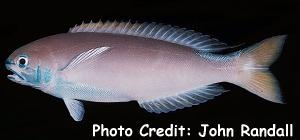  Hoplolatilus fronticinctus (Pastel Tilefish)