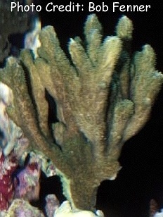  Hydnophora exesa (Velvet Horn Coral, Furry Coral)
