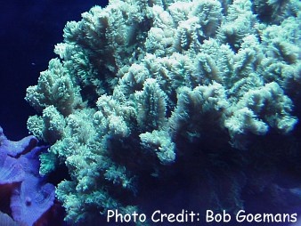  Hydnophora rigida (Velvet Horn Coral, Thorny Coral)