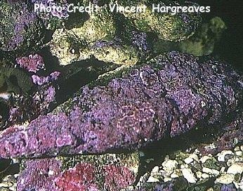  Hydrolithon boergesenii (Coralline Algae)
