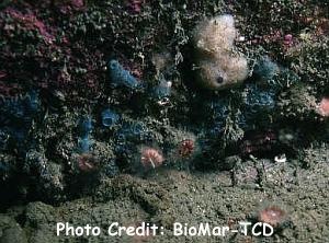  Hymedesmia paupertas (Encrusting Sponge)