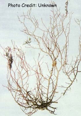  Hypnea cervicornis (Hookweed)