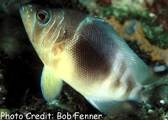  Hypoplectrus puella (Barred Hamlet)