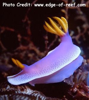  Hypselodoris apolegma (Sea Slug)