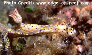  Hypselodoris kanga (Sea Slug)