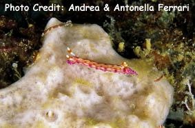  Hypselodoris maculosa (Sea Slug)