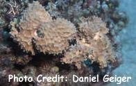  Ianthella flabelliformis (Giant Sponge)