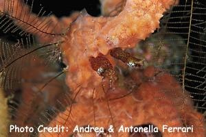  Idiosepius pygmaeus (Two-tone Pygmy Squid)