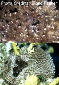  Ircinia felix (Stinker Sponge)