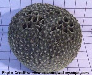  Ircinia strobilina (Stinking Pillow Sponge, Black Ball Sponge)