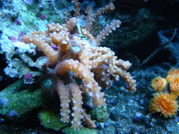  Isaurus tuberculatus (Snake Polyps, Warty Sea Mat)