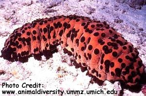  Isostichopus badionotus (Three-rowed Sea Cucumber, Chocolate Chip Cucumber)