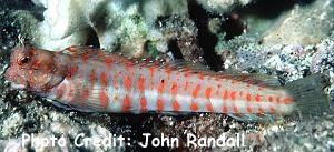  Istiblennius chrysospilos (Red-spotted Blenny)