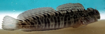  Istiblennius edentulus (Rippled Rockskipper)