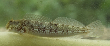  Istiblennius flaviumbrinus (Rockskipper)