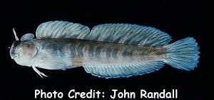  Istiblennius zebra (Zebra Blenny)