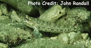  Istigobius goldmanni (Goldman’s Goby)