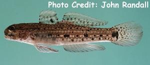  Istigobius nigroocellatus (Blackspotted Goby)