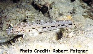  Istigobius ornatus (Ornate Goby)