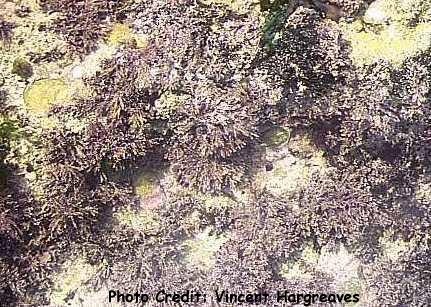  Jania rubens (Coralline Algae)