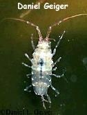  Janira maculosa (Isopod)