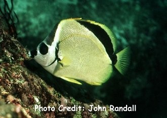  Johnrandallia nigrirostris (Barberfish, Blacknose Butterflyfish)