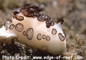  Jorunna funebris (Sea Slug)