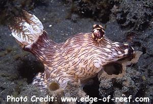  Jorunna rubescens (Sea Slug)