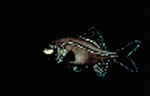  Kryptophanaron alfredi (Atlantic Flashlight Fish)
