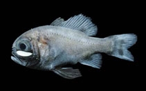  Kryptophanaron harveyi (Gulf Flashlight Fish)