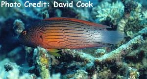  Labracinus melanotaenia (Darkstriped Dottyback)