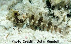  Labrisomus bucciferus (Puffcheek Blenny)