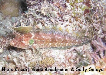  Labrisomus filamentosus (Quillfin Blenny)