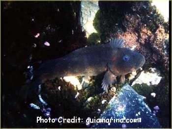  Labrisomus philippii (Chalapo Blenny)