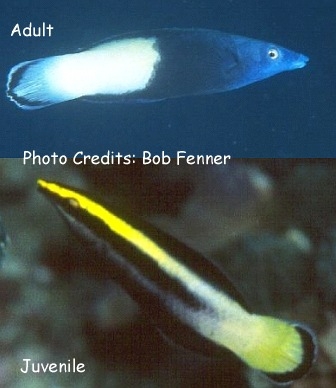  Labroides bicolor (Bicolor Cleaner Wrasse)