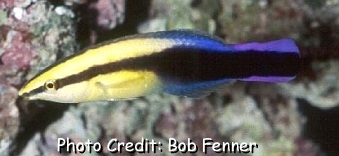  Labroides phthirophagus (Hawaiian Cleaner Wrasse)